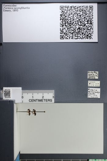 Media type: image;   Entomology 532444